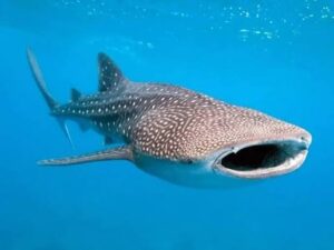 Holbox entra en su temporada alta de tiburón ballena con más de 150 avistamientos diarios