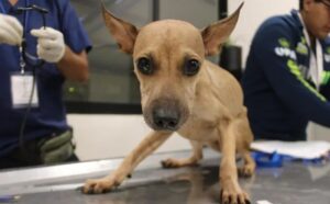 Refuerzan combate al maltrato animal en Mérida