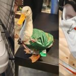 Del Mundial a la moda, Panam lanza tenis inspirados en el Pato Merlín