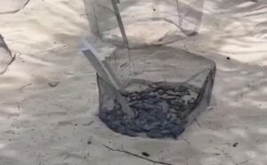 Indigna hallazgo de crías de tortuga presuntamente muertas en Isla Mujeres