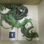 Detienen en Japón a mexicano con lagartos ocultos en calcetines
