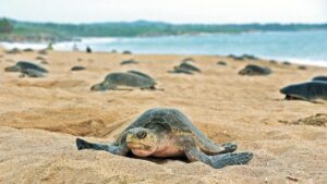 Cancún registra repunte en temporada de tortugas marinas