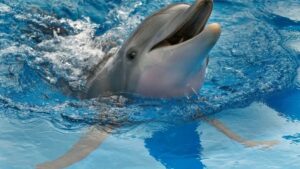 Profepa revela que 9 delfines de Dolphin Discovery en Cancún se encuentran en estado crítico