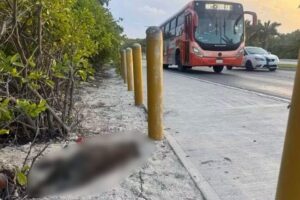 Muere mapache al intentar cruzar el Boulevard Kukulcán en Cancún