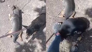 Exhiben presunto maltrato animal contra perros en Champotón