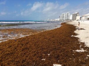Cancún se acerca a duplicar el sargazo recolectado en 2025