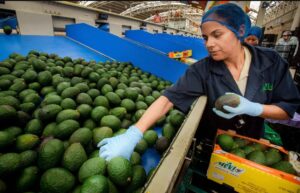 Productores de aguacate piden reactivar las exportaciones de México a Estados Unidos