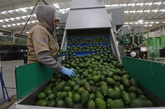 EU reconoce a Sheinbaum tras reactivación de exportaciones de aguacate desde Michoacán