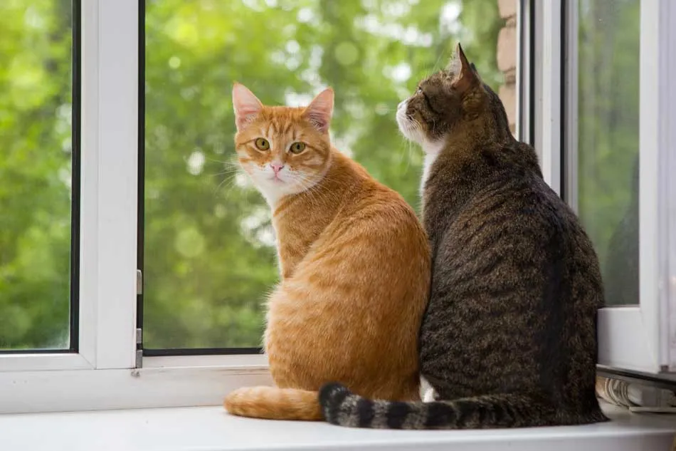 Día Internacional del Gato, los “michis” se celebran este 8 de agosto