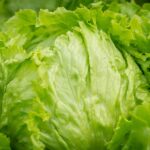 FDA investiga lechuga de Guanajuato tras dos muertes en Estados Unidos
