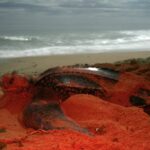 Regresan tortugas baula a playas de Panamá tras casi una década