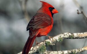 Cozumel prepara Festival de las Aves para impulsar su conservación
