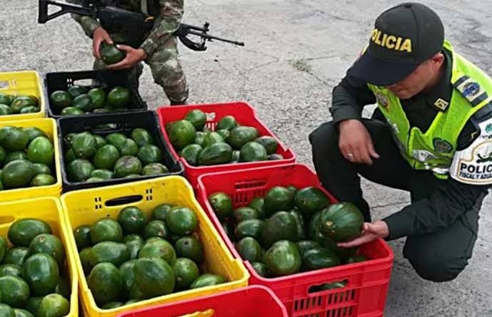 Amenazas obligan a suspender envíos de aguacate michoacano a EU