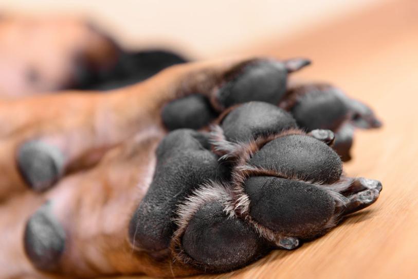 Denuncian envenenamiento masivo de animales en Querétaro