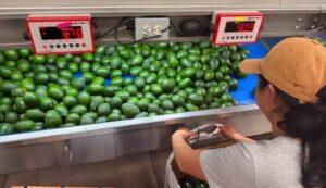 Sequía desploma 70 por ciento la producción de aguacate en Candelaria