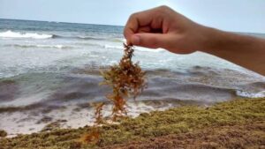 Sargazo en Yucatán contiene altos niveles de arsénico