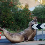 Neil paraliza calles, derriba postes y deja una cuenta de 31 mil dólares en Australia