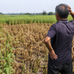 Agricultor pierde 10 hectáreas de cultivo tras seguir consejos de una inteligencia artificial