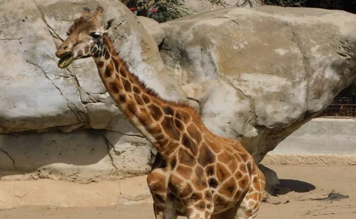 Muere Fortunata, la jirafa más longeva de Chapultepec
