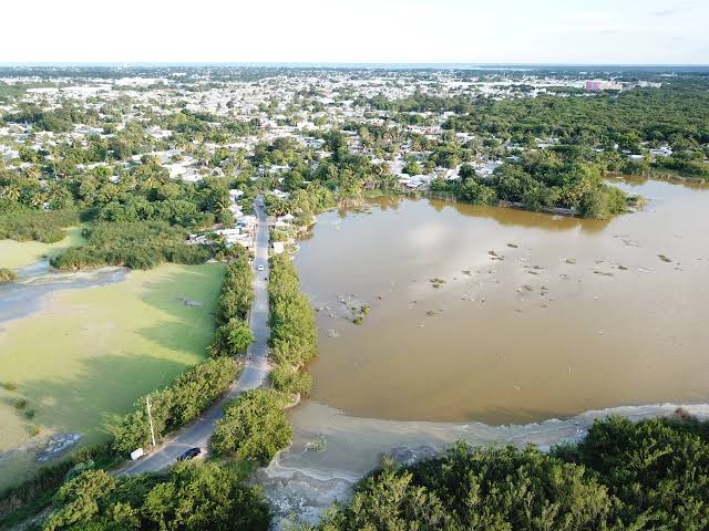 Hallan metales pesados en peces de La Sabana de Chetumal
