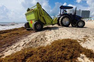 Hoteleros del Caribe mexicano destinan hasta 30 millones de dólares al sargazo