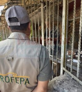 Profepa intenta inspeccionar jaguar de “Pepe Tigre”, pero propietario niega acceso