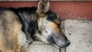Perrita enfrenta a asaltante y recibe un balazo en Puebla