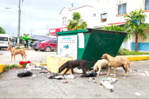 Aumenta población de perros y gatos en las calles de Quintana Roo