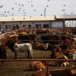Reabren parcialmente la frontera de EU al ganado mexicano, pero México enfrenta batalla contra el gusano barrenador