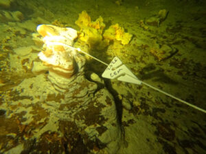 Descubren nueva cueva subacuática al sur de Cozumel