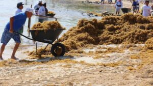 Buscan nuevas alternativas para aprovechar el sargazo en Isla Mujeres