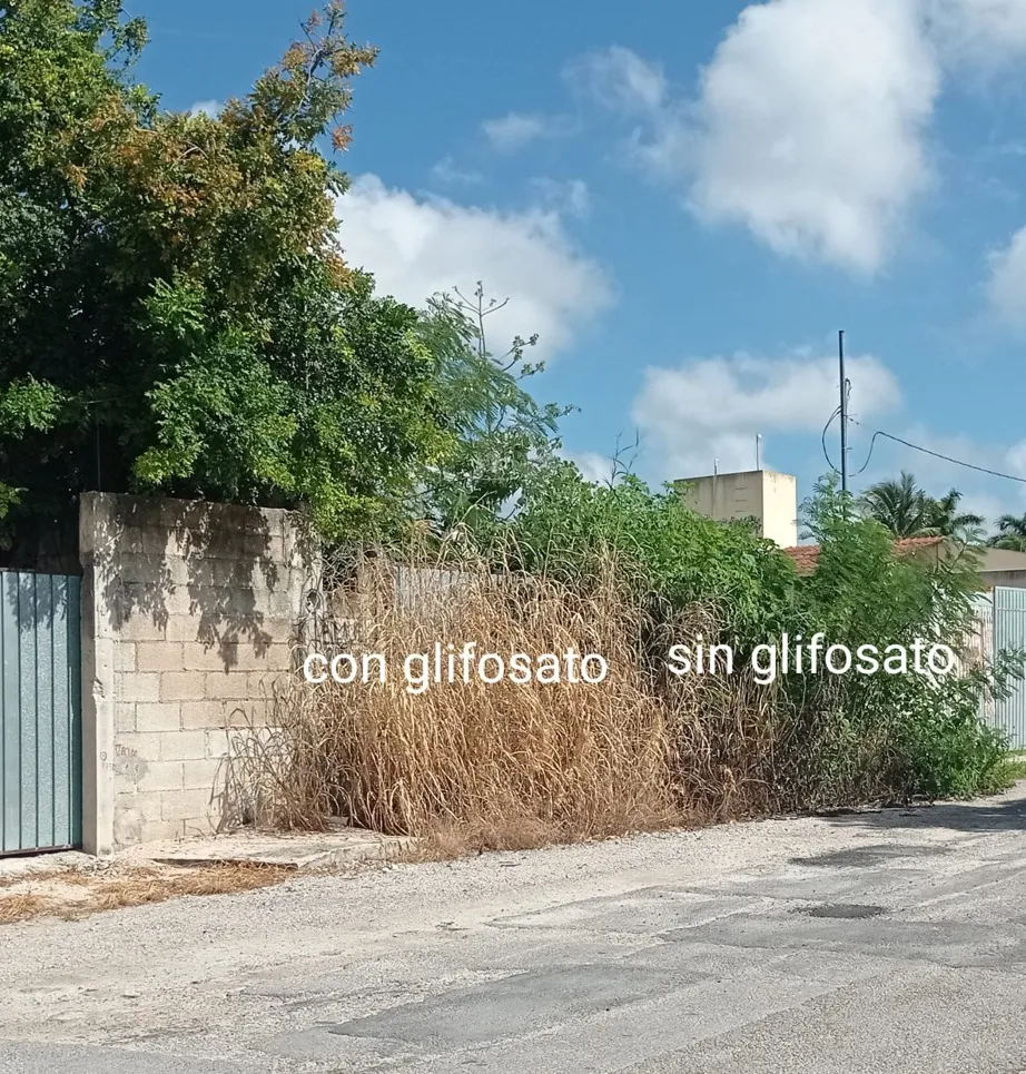 Estudios citados por la ONU detectaron glifosato en agua de Mérida y otras zonas de la Península, incluida agua destinada al consumo humano.