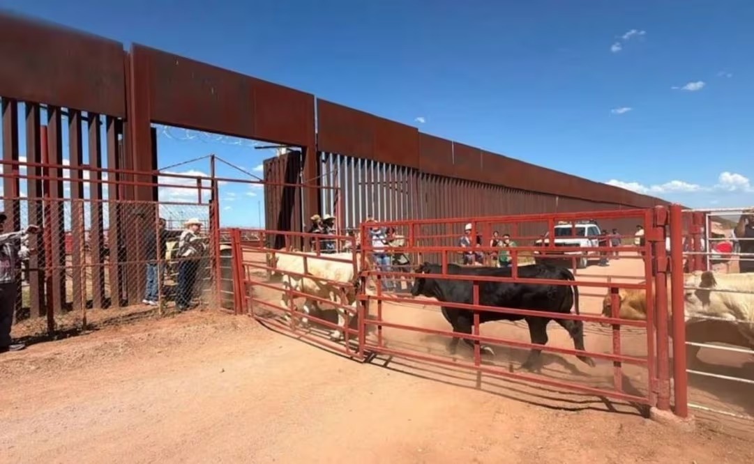 Suspenden exportación de mil 300 reses de Sonora a Estados Unidos por sospecha de fiebre aftosa