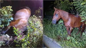 Atropellan a dos caballos en la carretera Reforma-Bacalar; uno murió y el conductor huyó