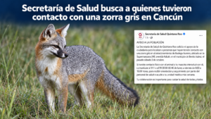 Secretaría de Salud busca a quienes tuvieron contacto con una zorra gris en Cancún