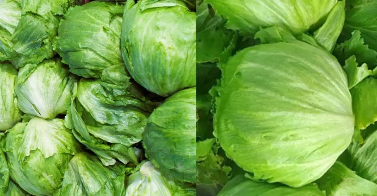 Cofepris rechaza que lechuga mexicana causara brote de diarrea explosiva en Estados Unidos