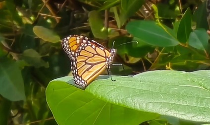 Primer avistamiento de Mariposa Monarca en Cozumel