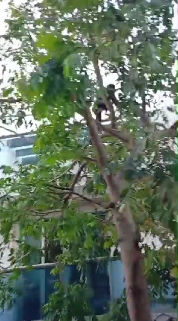 Mono captado entre las ramas de árboles en la Quinta Avenida en Playa del Carmen