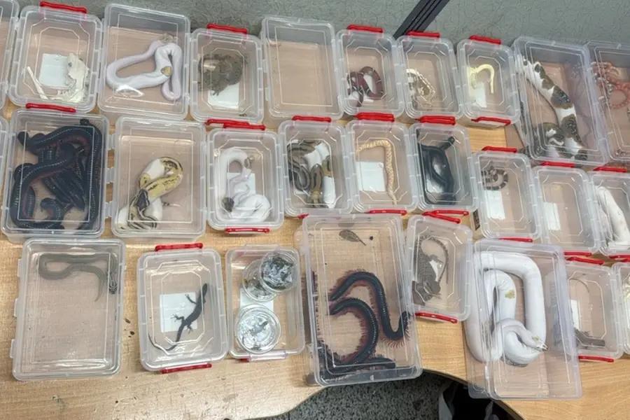 Mexicano intenta ingresar 92 reptiles a Alemania y mueren 30