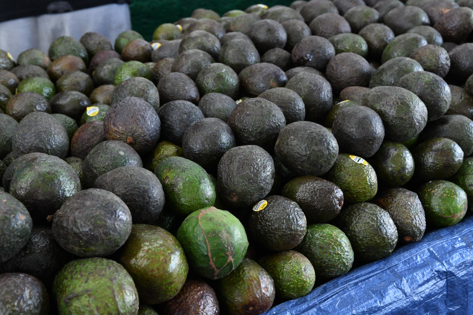 Destruyen 52 toneladas de aguacate en Michoacán por gusano barrenador