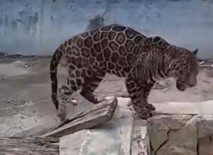 Exhiben nuevo video del jaguar de “Pepe Tigre” y cuestionan su estado de salud