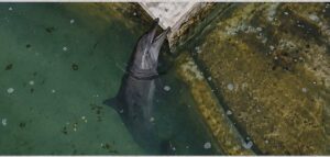 Muerte de Mincho fue por tumor maligno, asevera Dolphin Discovery