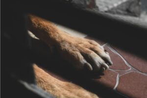 Hombre va a prisión por matar a una perrita con una coa en Halachó, Yucatán