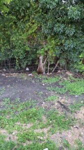 Reportan venado atorado en una cerca en Playacar